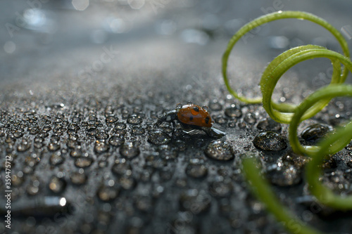 Little ladybug at the young grape tendril on the blurred black background. Bright picture  summer nature concept.