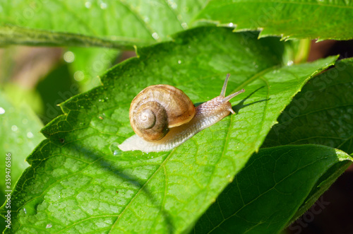 Grove snail in garden. Invertebrate animal in its natural habitat.
