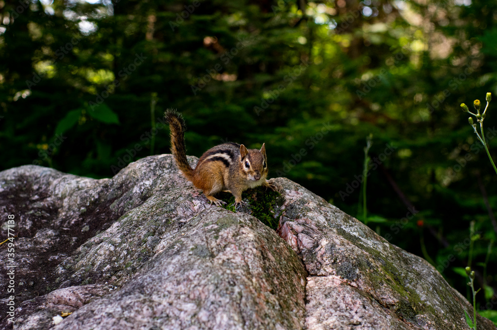 Obraz premium chipmunk