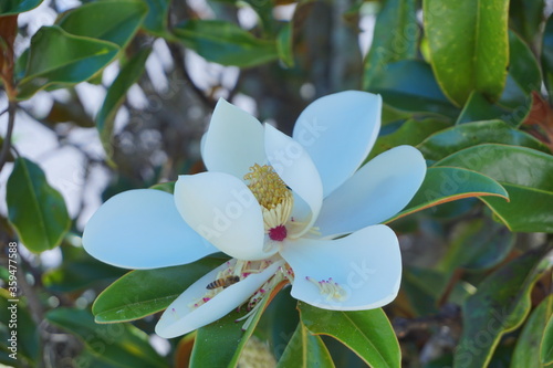 Bee is collecting honey from Magnolia denudata flower photo