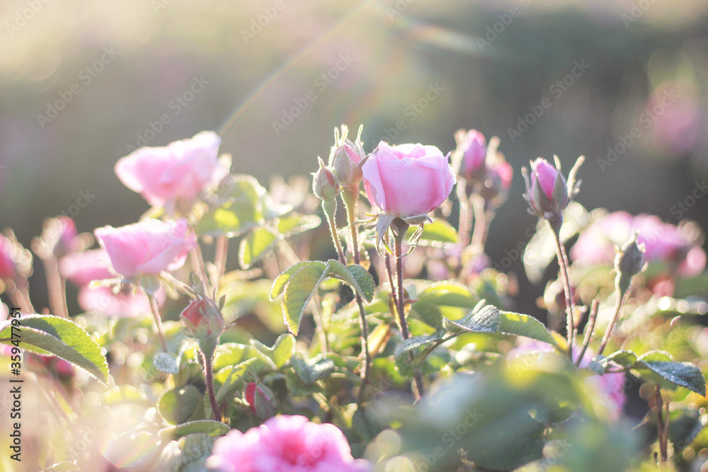 Obraz premium pink flowers 