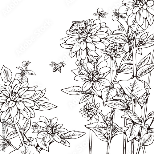honey bee on dahlia flower hand drawn line illustration
