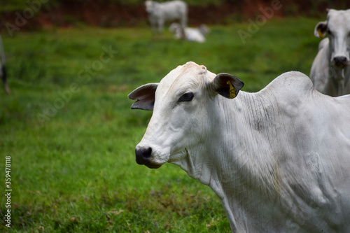 Nellore cattle in the pasture © Leonidas
