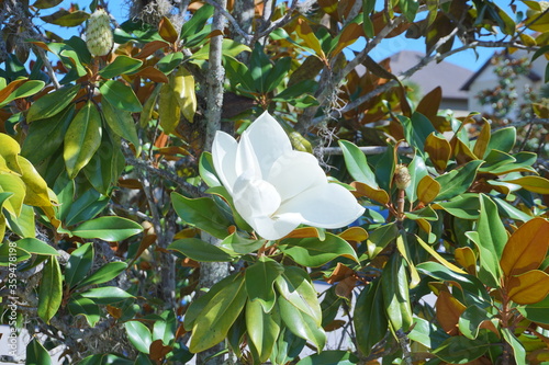 Magnolia denudata tree and flower photo