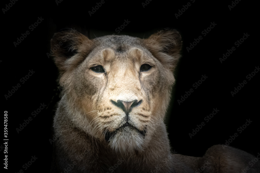 fine art portrait of a lion