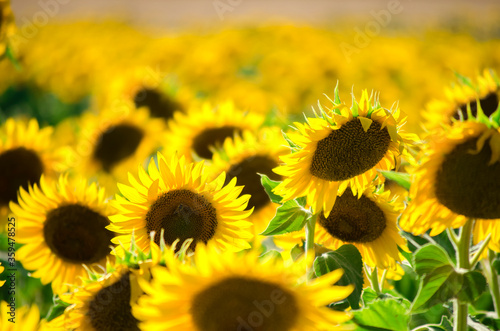 field of blooming sunflowers. Sunflower natural background. Sunflower blossoming close-up. Sunny summer day. Farming  harvesting concept. Selective focus image.