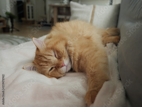 ソファーで熟睡する猫のマンチカン