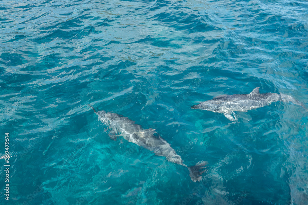 Naklejka premium Beautiful view of Dolphins swimming at Fernando de Noronha sea, a Unesco World Heritage site, Pernambuco, Brazil