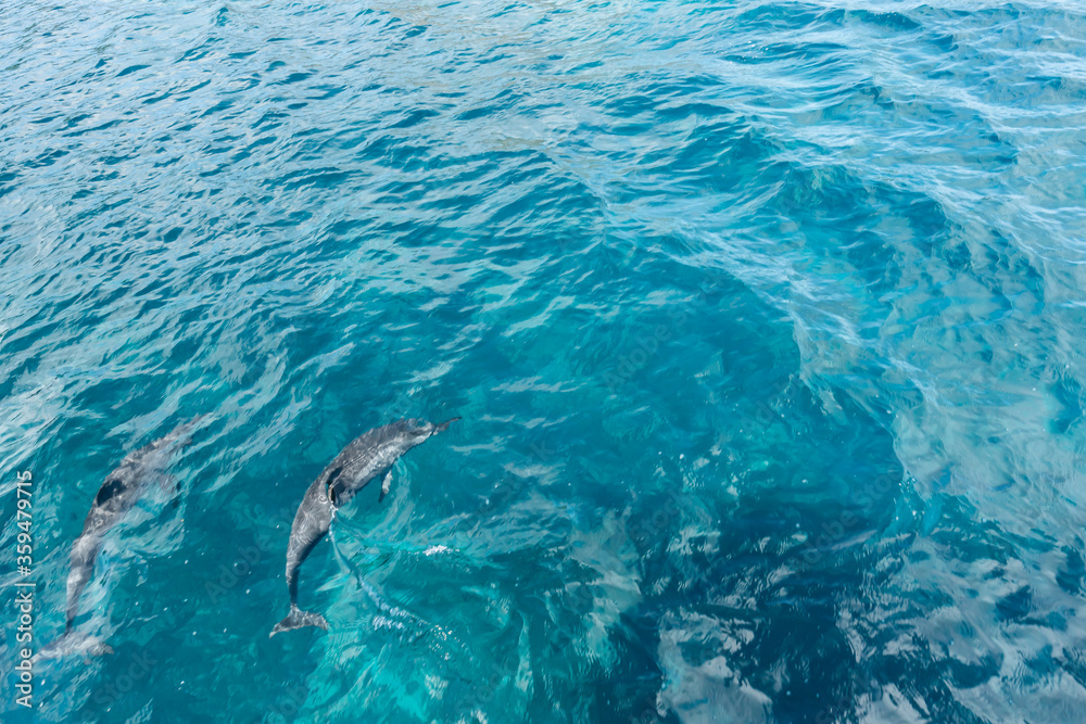 Obraz premium Beautiful view of Dolphins swimming at Fernando de Noronha sea, a Unesco World Heritage site, Pernambuco, Brazil