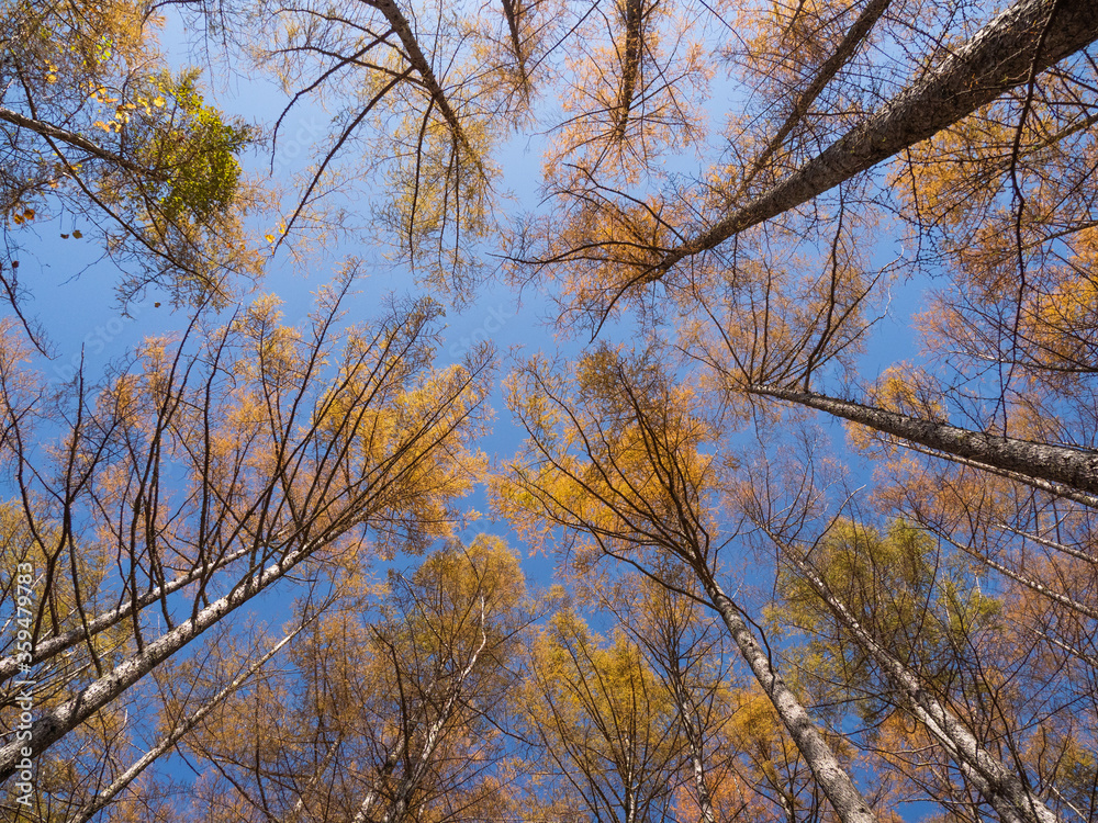 Loking up at the trees stretching up into the blue sky in autumn at Mt.Kobushigatake, Japan