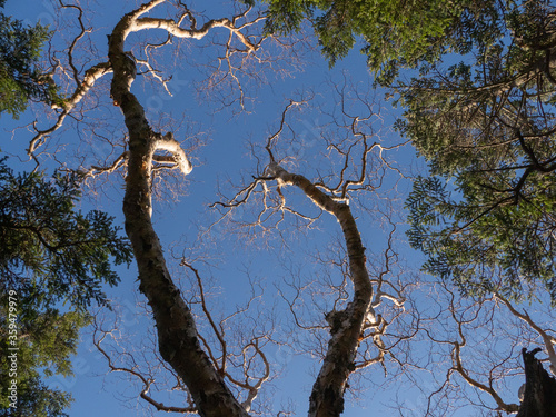 Loking up at the dead tree stretching up into the blue sky in autumn at Mt.Kobushigatake, Japan