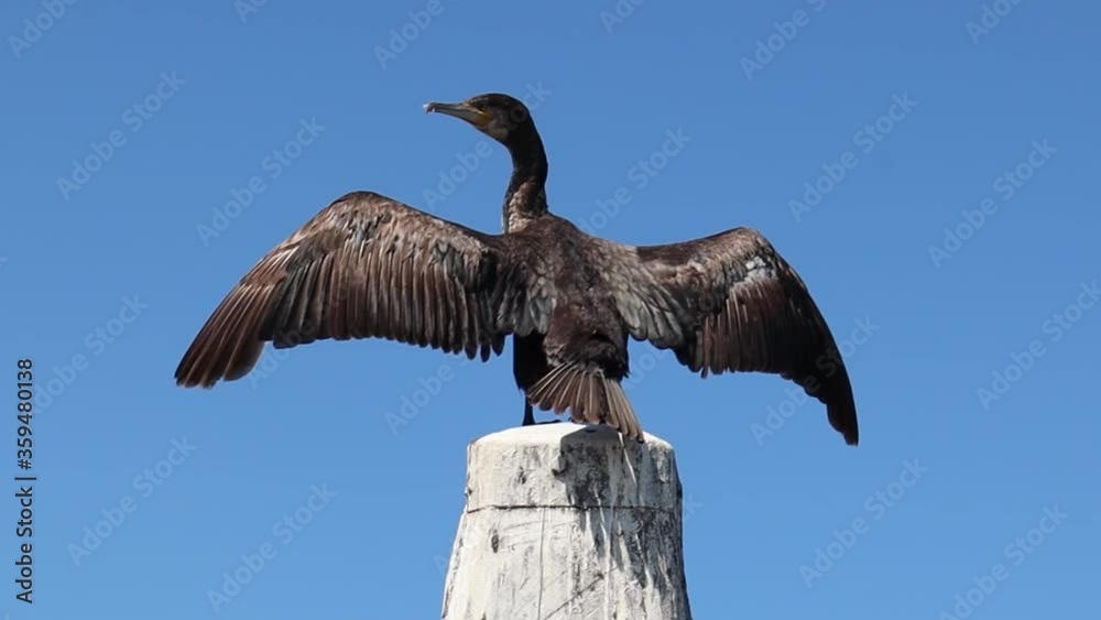 Great black cormorant drying his wings sitting on a wooden boat pole against blue sky