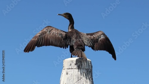 Great black cormorant drying his wings sitting on a wooden boat pole against blue sky photo