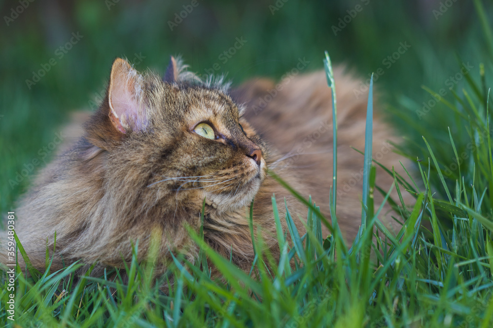 Siberian cat in relax in a garden, hypoallergenic pet of livestock