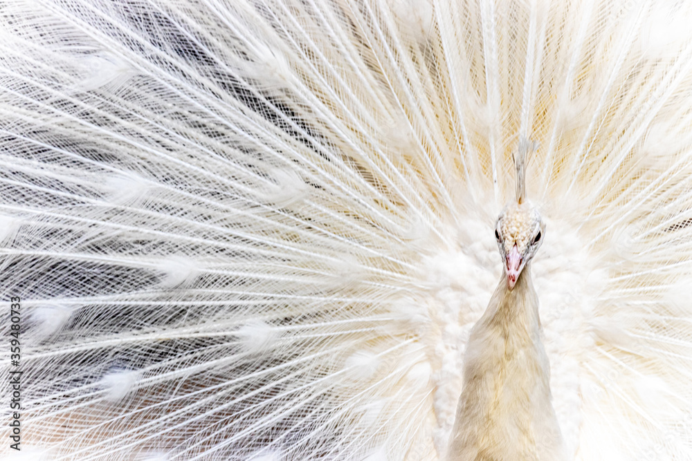 a beautiful white peafowl showing its plumage