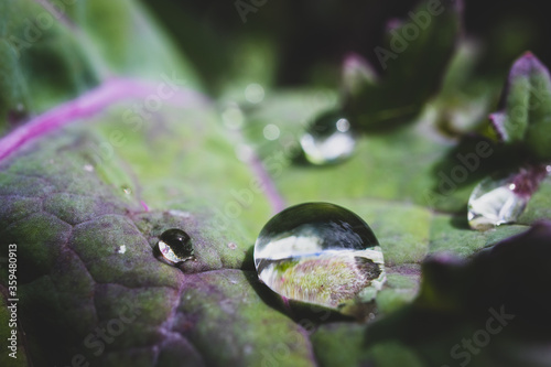 Macro drop of dew on a leaf of a kale plant in the morning