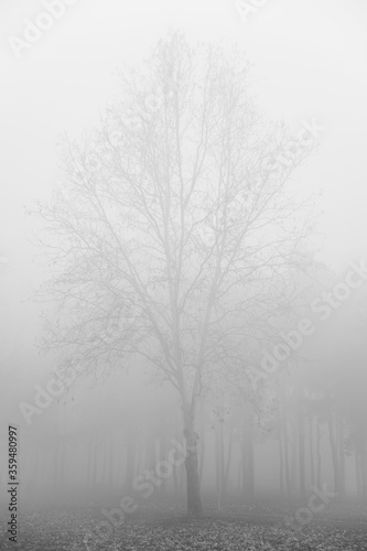 Tree in the foggy winter day
