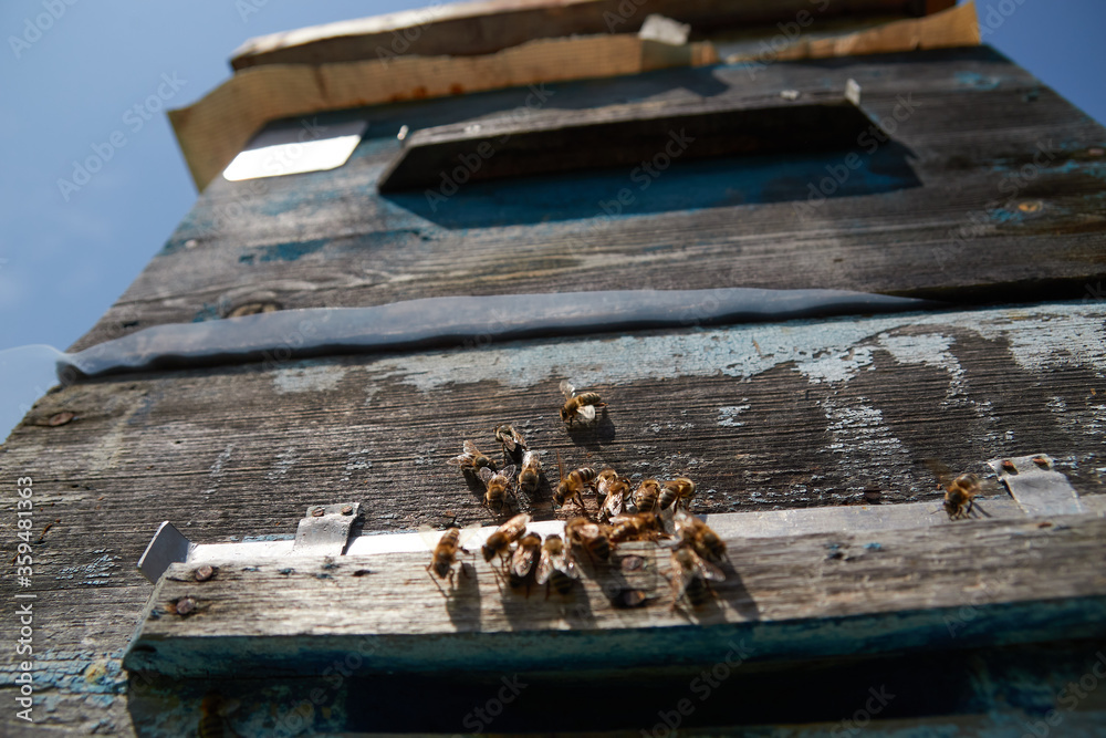 a swarm of bees flies near the entrance to the hive, working bees collect honey a swarm of bees flies near the entrance to the hive, working bees collect honey