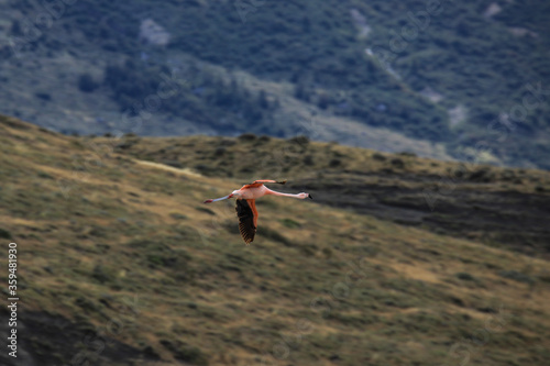 Pink Flamingo in the Torres Del Paine National Park, Patagonia, Chile