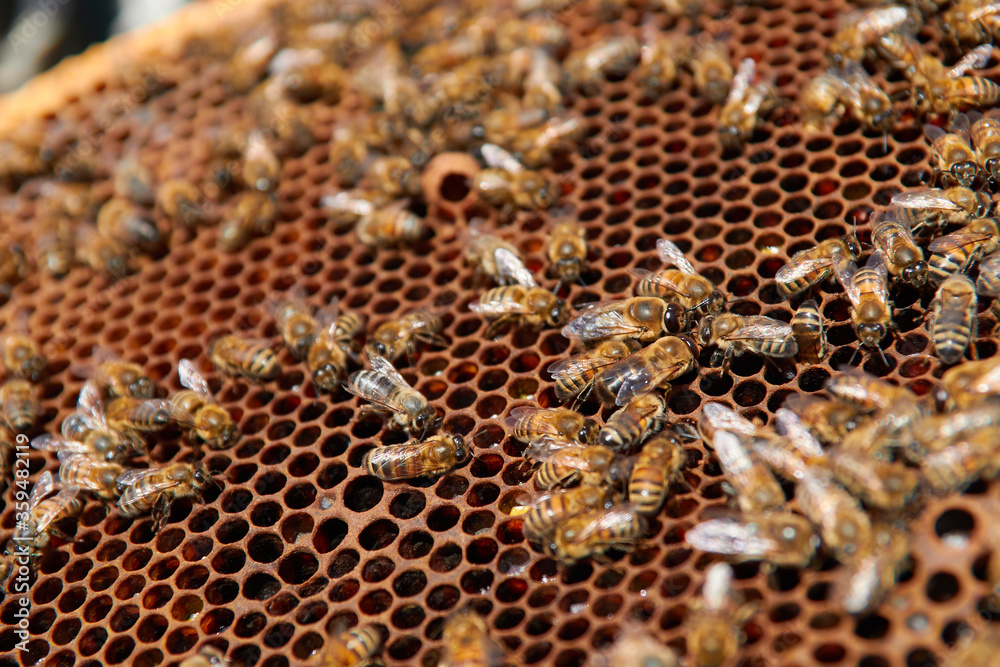 bees on a frame with honeycombs make honey from pollen bees on a frame with honeycombs make honey from pollen