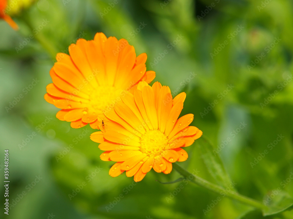 Yellow flowers of marigold, ruddles, common or Scotch marigold. Calendula officinalis Yellow flowers of marigold, ruddles, common or Scotch marigold. Calendula officinalis