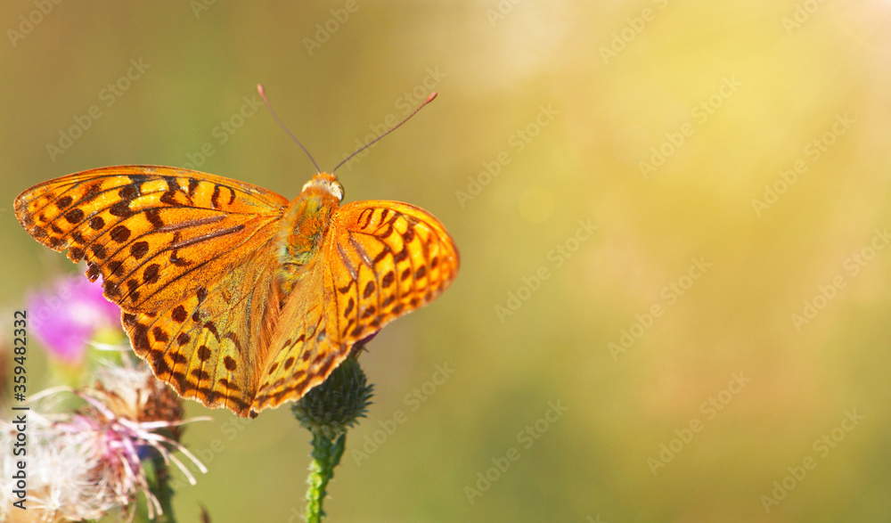 Obraz premium The cardinal butterfly, Argynnis Pandora, on a thistle flower 
