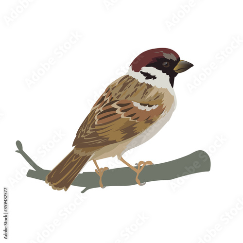 Realistic sparrow sitting on a branch. Colorful vector illustration of little bird sparrow in hand drawn realistic style isolated on white background. Element for your design, print, decoration. photo