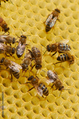 bees on a frame with honeycombs make honey from pollen