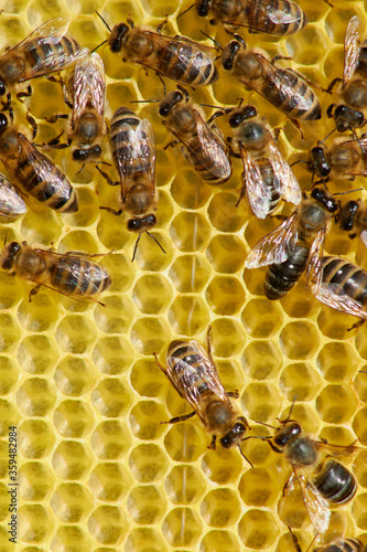 bees on a frame with honeycombs make honey from pollen