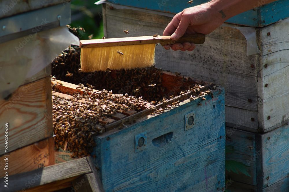 the beekeeper checks and maintains the hives with bees, holds the frame with the honeycomb in his hands for inspection the beekeeper checks and maintains the hives with bees, holds the frame with the honeycomb in his hands for inspection