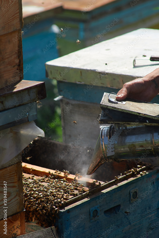 the beekeeper checks the hives and scatters the bees with smoke from the smoker the beekeeper checks the hives and scatters the bees with smoke from the smoker