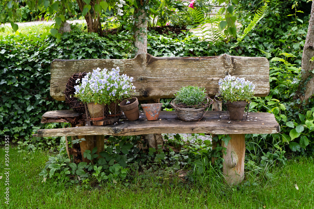 Decorative weathered wooden garden bench with ornamental tabs, plants and rose flowers. In the background is green English ivy Hedera helix and green grass.