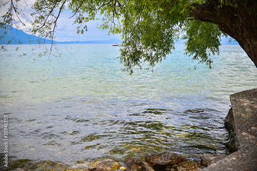 Tree and the Ohrid Lake in the background