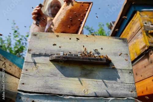 the beekeeper checks and maintains the hives with bees, holds the frame with the honeycomb in his hands for inspection