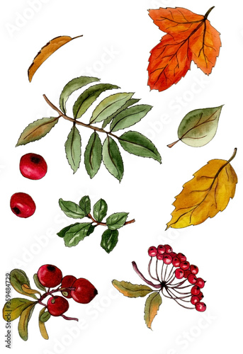 watercolor set of autumn leaves