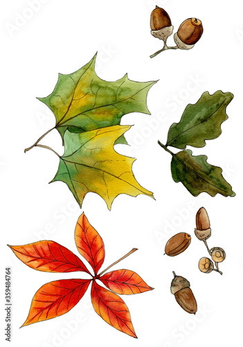 watercolor set of autumn leaves