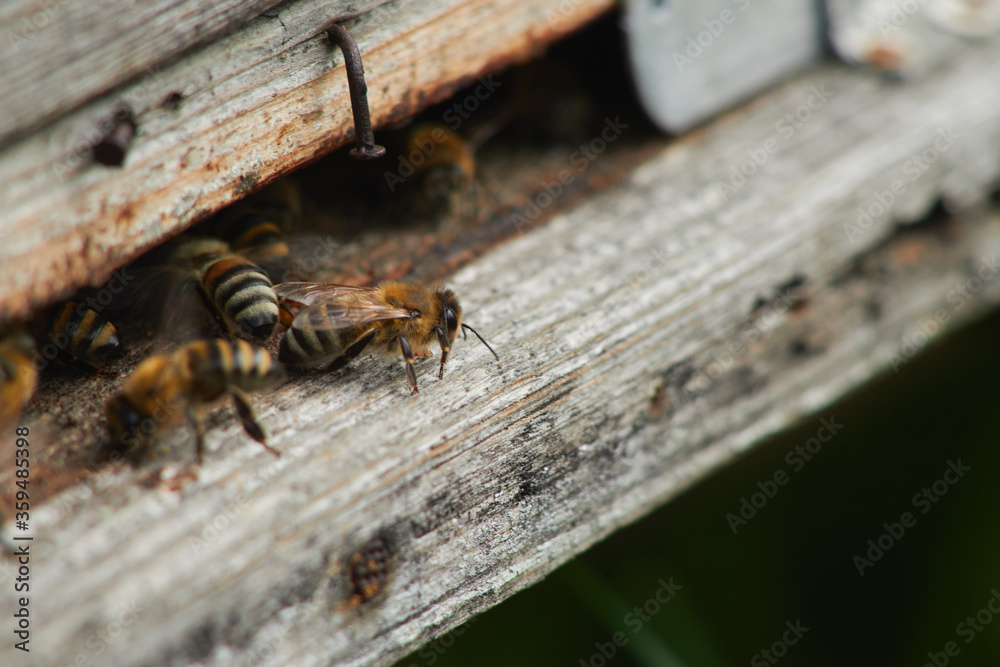 close-up bee sitting at the entrance to the hive close-up bee sitting at the entrance to the hive