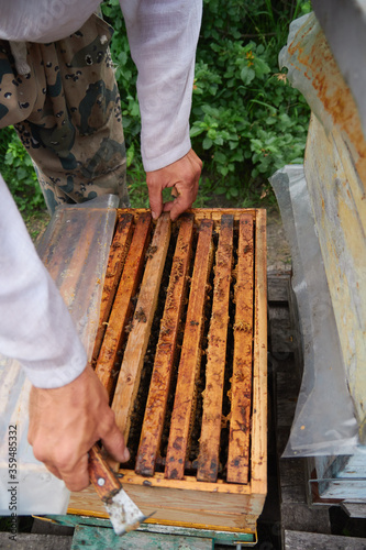 the beekeeper checks and maintains the hives with bees, holds the frame with the honeycomb in his hands for inspection