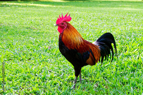 Colorful and beautiful Asian indigenous rooster standing in the green field.