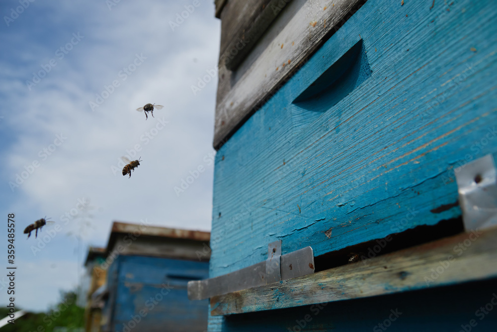 a swarm of bees flies near the entrance to the hive, working bees collect honey