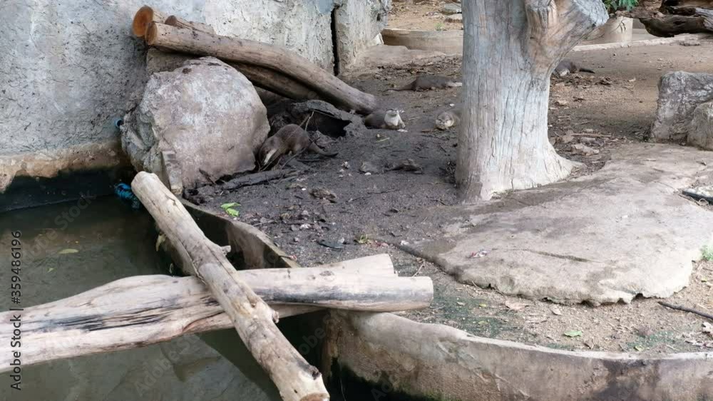 asian small clawed otter in the park asian small clawed otter in the park