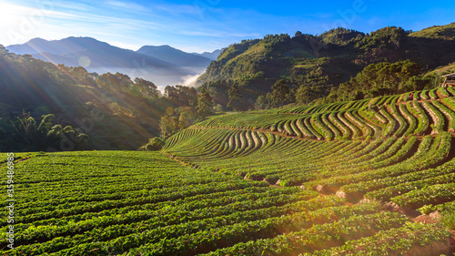 Landscape view of Strawberry garden farmland with sunrise at doi ang khang Chiang Mai, Thailand. with Misty and mountain morning sunrise background