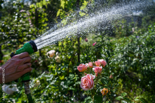 Hand holds a garden hose and waters the blooming roses.