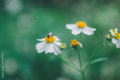 flower close up. © Supat