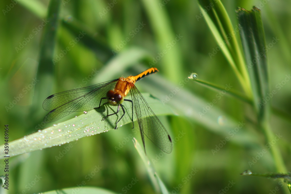 Orange Meadowhawk (Sympetrum spp.) dragonfly resting on a blade of grass with rain drops
Orange Meadowhawk (Sympetrum spp.) dragonfly resting on a blade of grass with rain drops