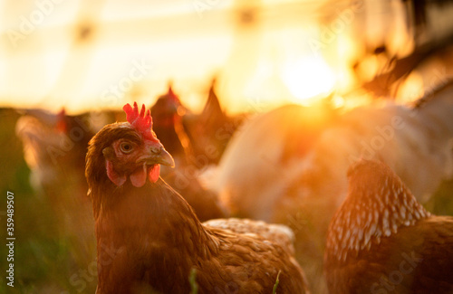 glückliche Hüner in Freilandhaltung auf einer Wiese im Sonnenuntergang photo