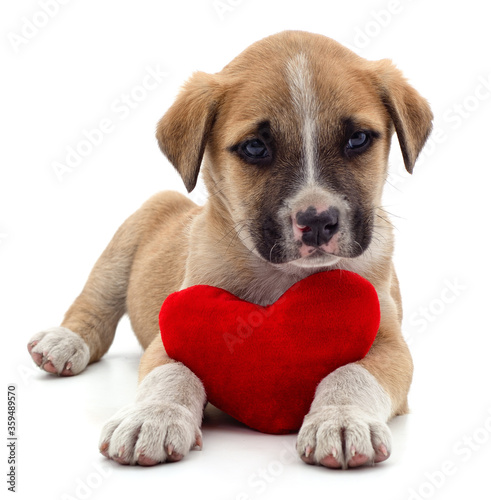 Puppy with heart. © voren1