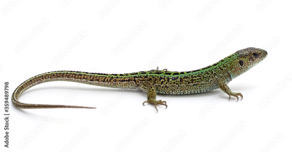 One green lizard. One green lizard.