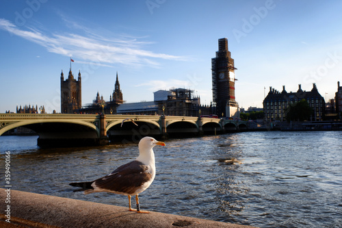 Seagull Sitting on Thames River Shore next to House of Parliament Building Big Ben under Construction Background Shiny Blue Sky