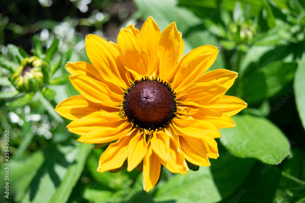 Obraz premium yellow flower close up
